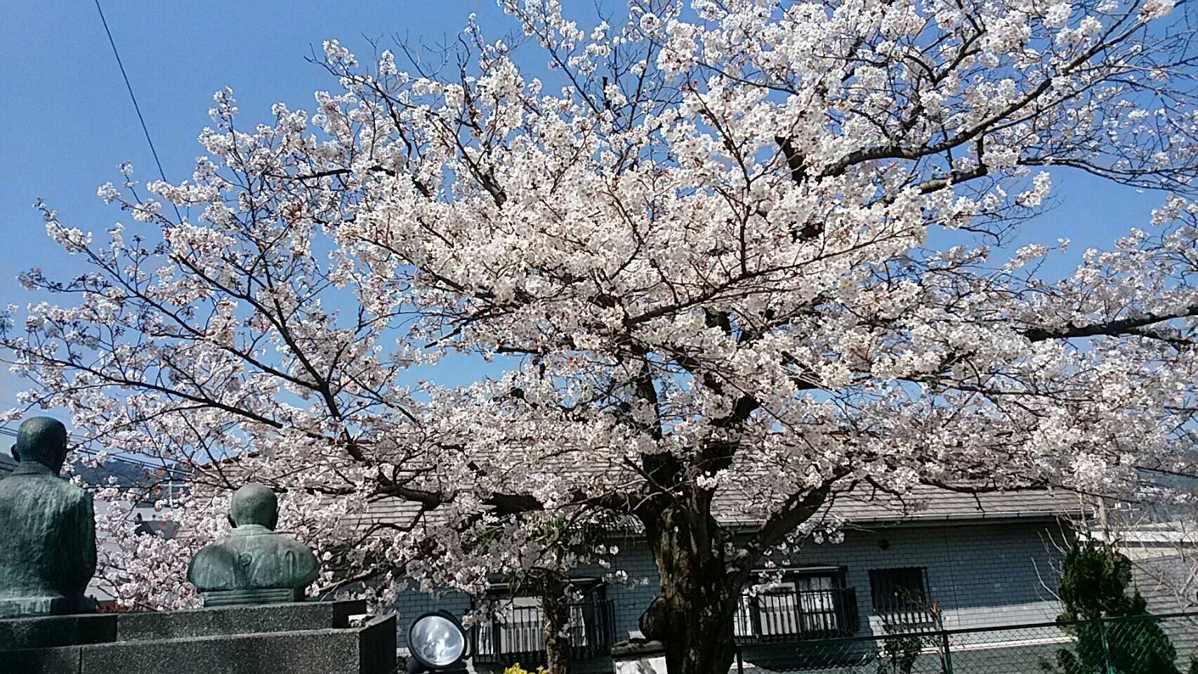 法生　桜